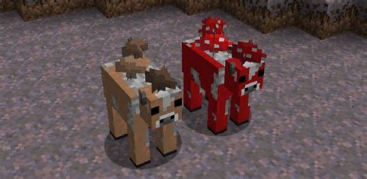 Can mooshrooms breed with cows?
