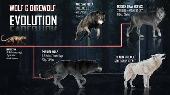 How do I get 4 wolves for a Demon Hunter?