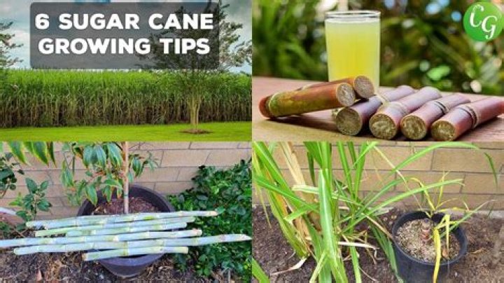 How do I grow sugarcane?