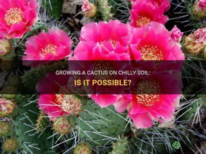 Is it possible to grow cactus?